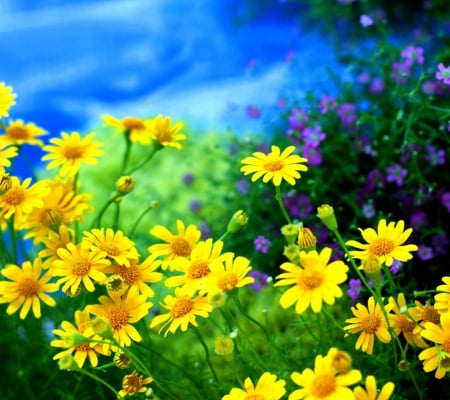 Flowers garden - nature, flowers, garden, yellow