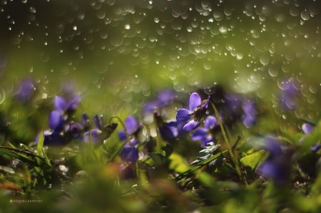 Forest violets - Forest, flowers, violets, nature