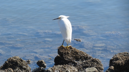 Egret on the rocks - seabird, rocky, shore, 1920x1080