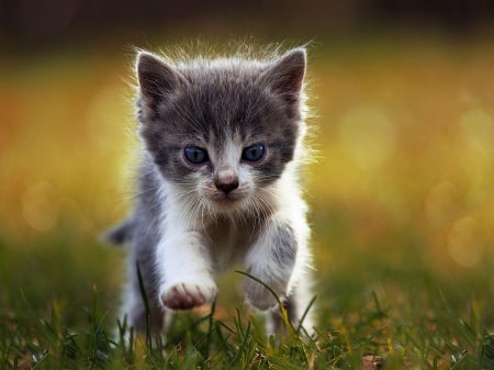 Gray white cat - white, Gray, grass, paws, cat