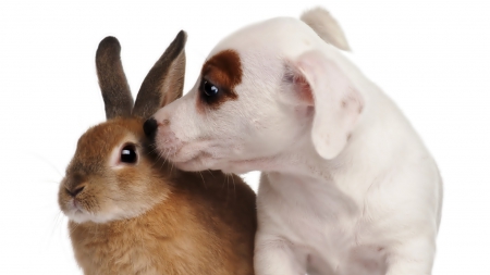 Dog and Brown rabbit - Dog, rabbit, Brown, animals