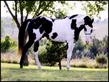 Black and white - white, horse, black, beauty