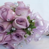 Beautiful Purple Rose