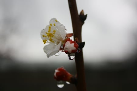 Droplet of water - nature, rain, flower, tree, life