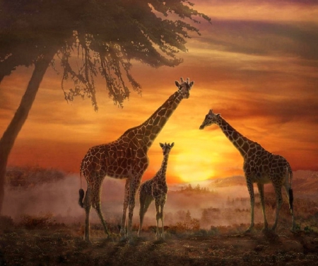 'Savannah sunset'.... - Africa, nature, giraffes, animals