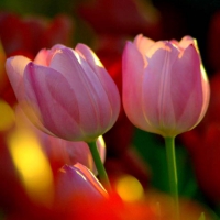 Pink Tulips