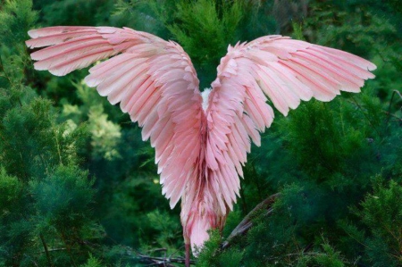 PERFECT LANDING - spread, open, trees, feathers, pink, beautiful, wings, bird