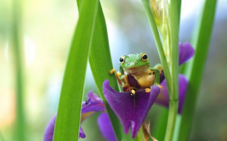 Frog - animal, yellow, purple, green, iris, cute, flower, frog