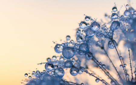 Water drops - macro, blue, dandelion, water drops