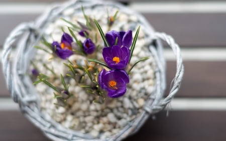 Crocus - basket, white, purple, spring, flower, crocus