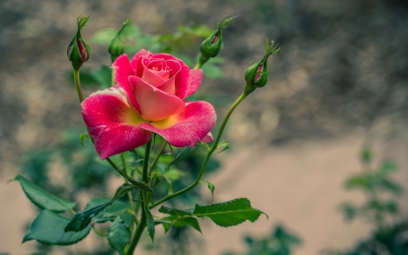 Rose - flower, rose, pink, beauty, green