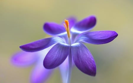 Crocus - crocus, purple, macro, pink, spring, flower