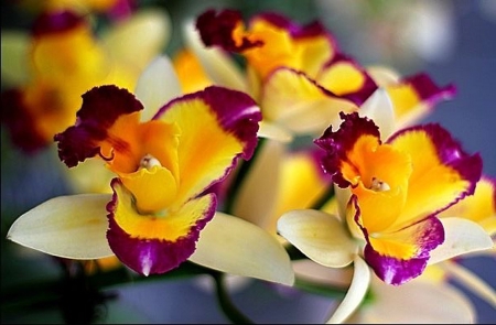 Golden Flowers - beautiful, flower, purple, yellow