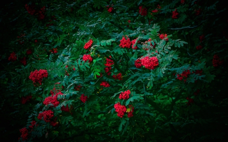 Red Berry Bush - nature, trees, green, berries, red berries, bushes