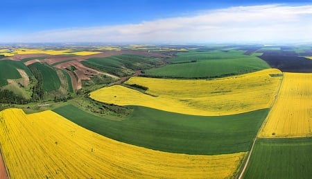 Green and yellow - yellow, fields, nature, green