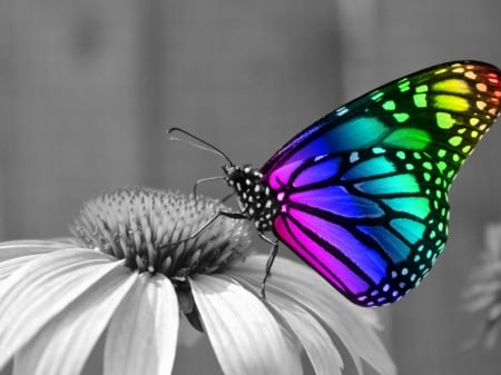 Rainbow Butterfly - nature, rainbow, daisy, butterfly, flower