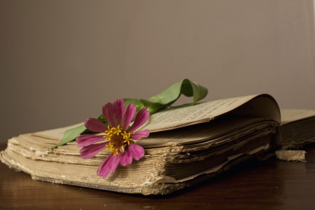 Old Book - pages, flower, blossom, vintage