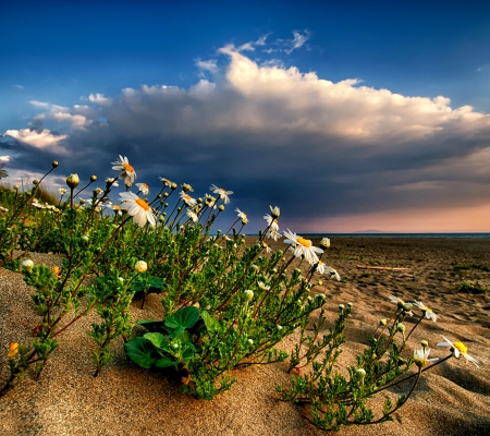 Spring Flowers - wildlife, spring, leaves, sand, white, clouds, daisies, nature, green