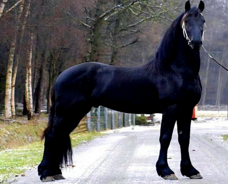 Big Boy - handsome, beauty, bladk, stallion