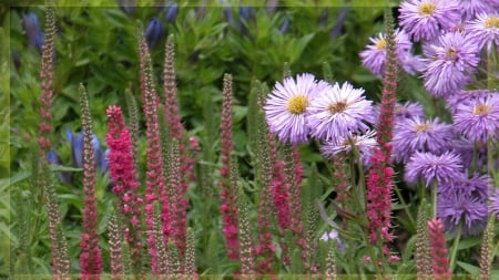 Colorado Flowers - fuschia, flora, pink, greenery, green, flowers, plants