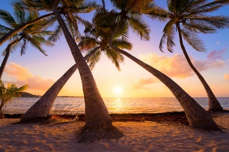 Reaching The Sun - clouds, summer, beautiful, sea, island, lovely, sunset, tropical, palm trees, caribbean beach, paradise, sky