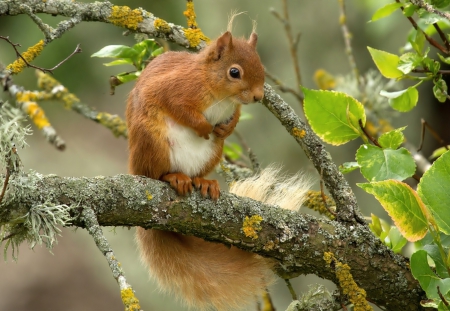 Squirrel - leaves, paws, tree, squirrel