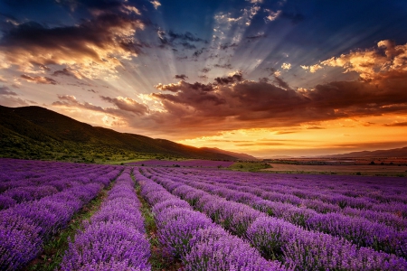 Lavender Sunrise - valley, sky, hills, summer, field, sunset, lovely, spring, amazing, fiery, clouds, beautiful, prairie, flowers, sunrise, lavender