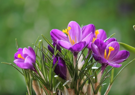 Purple crocus - leaves, purple, crocus, flowers