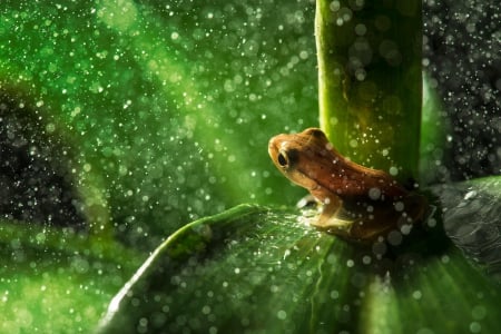 Frog - leaves, stems, frog, amphibian