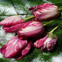 Beautiful Red Tulips...