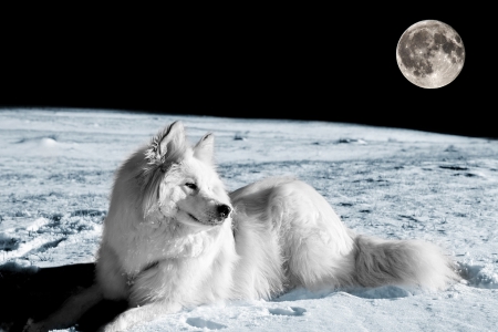 White dog - white, moon, winter, dog