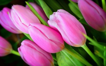 Pink tulips - flowers, tulips, Pink, leaves