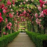 Path of Roses at Butchart Gardens, Canada