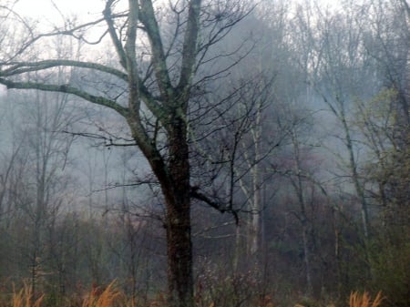 Fog In The Air - sky, forces of nature, trees, nature, country