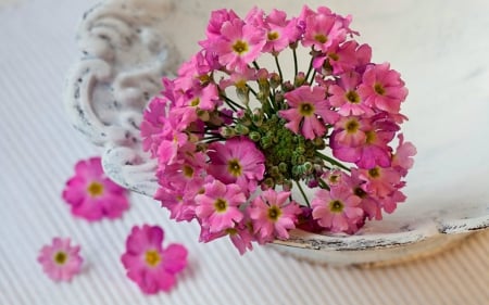 Pink Primroses - flowers, primroses, pink, bowl