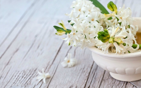 Hyancinth in a Bowl - flowers, white, hyancinth, bowl