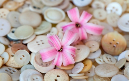 Hyacinth Flowers - flowers, buttons, pink, hyacinth