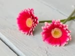 Two Gerbera