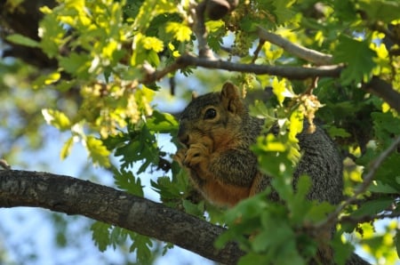 Adorable Brown Squirrel - squirrels, brown, animals, cute