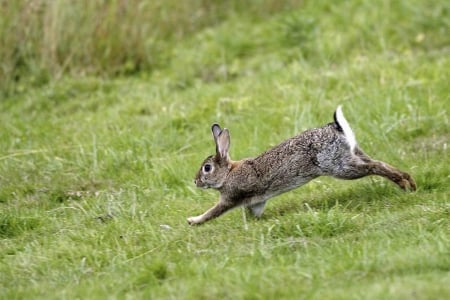 Wild rabbit - jumping, field, grass, running