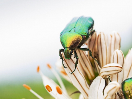 Beatle - shiny, yellow, green, sky