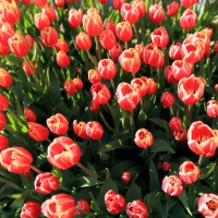 Tulips