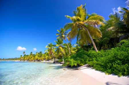 Tropical Beach - tropical, sand, oceans, beaches, palms, sea, nature, paradise