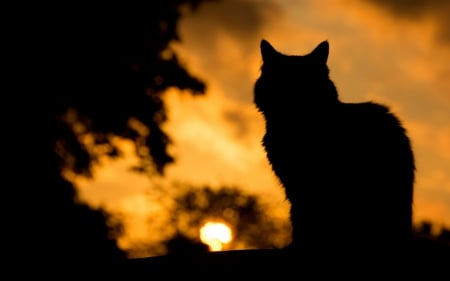 Cat at sunrise - silhouette, cat, animal, orange, sunrise, black