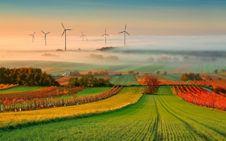 Clouds over Colorful Vineyard - vineyard, fields, wine turbine, autumn, trees, plants, nature, clouds, fog, vineyards, landscapes