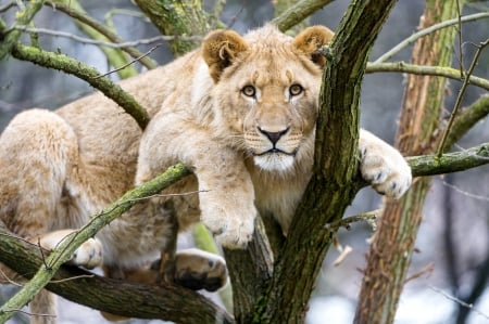 Lion - cub, lion, branch, animal, tree