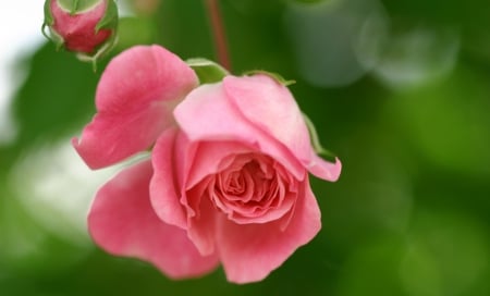 Pink Rose - one, garden, rose, pink