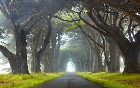 Wonderful Road - great, nature, tree, road