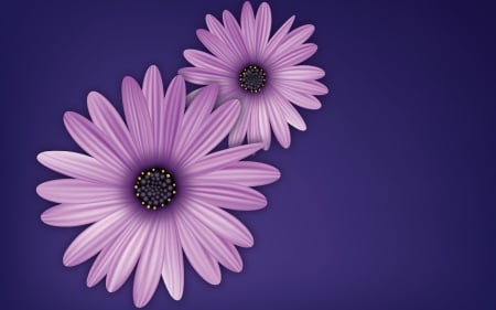 Daisy Flower - purple background, nature, purple, vector art, graphics, flowers, daisies