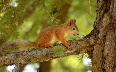 Squirrel - tree, forest, squirrel, green